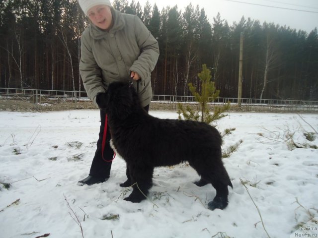 Фотография № 81082