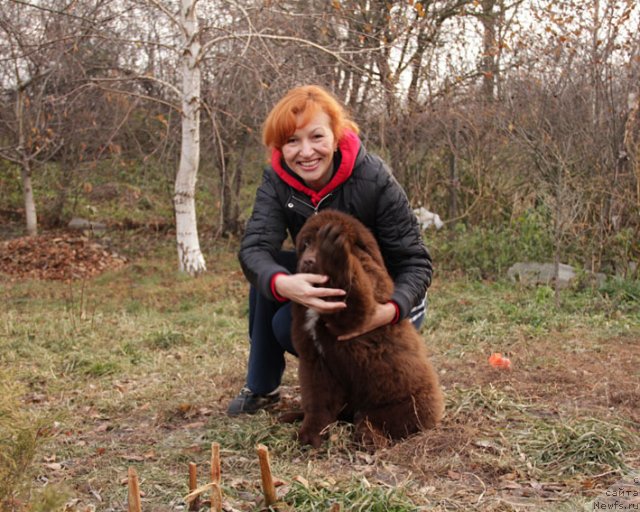 Фото: ньюфаундленд Fenomenalnyi Fakt s Berega Dona (Феноменальный Факт с Берега Дона), и, Elena Serdyukova (Елена Сердюкова)