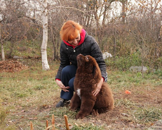 Фото: ньюфаундленд Fenomenalnyi Fakt s Berega Dona (Феноменальный Факт с Берега Дона), и, Elena Serdyukova (Елена Сердюкова)