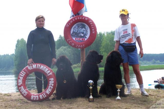 Фото: ньюфаундленд Vell Spirit Lillit (Велл Спирит Лилит), ньюфаундленд CHelzis Vyeyn iz Medvej'ego YAra (Челзис Вэйн из Медвежьего Яра), ньюфаундленд Akvanavt iz Tihogo Omuta (Акванавт из Тихого Омута), Tat'yana Abutova (Татьяна Абутова), Lyubov' Limonova (Любовь Лимонова)