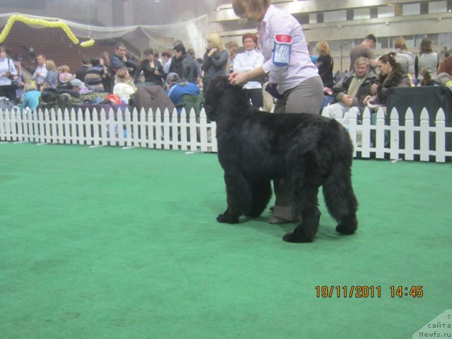 Фото: ньюфаундленд Very Fairweathers X'Got The Rhythm