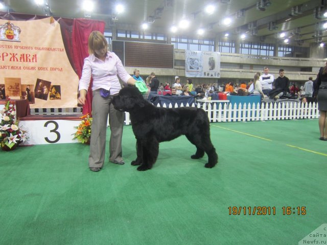 Фото: ньюфаундленд Very Fairweathers X'Got The Rhythm