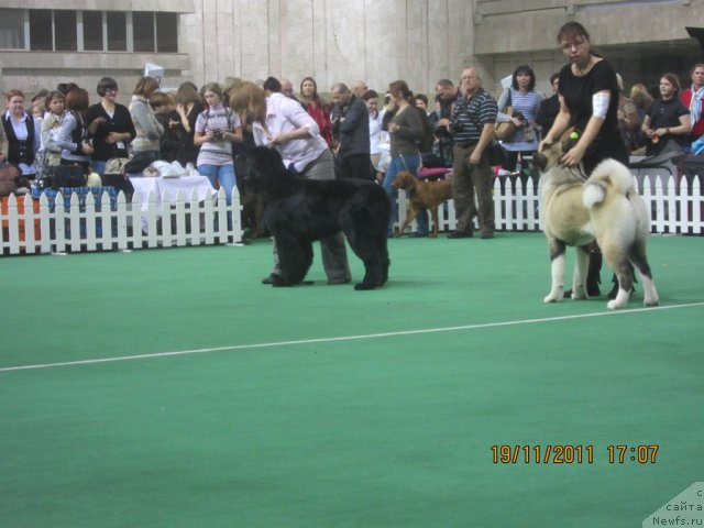 Фото: ньюфаундленд Very Fairweathers X'Got The Rhythm