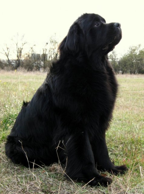 Фото: ньюфаундленд Zagadka Dominika Kara Deniz (Загадка Доминика Кара Дениз)