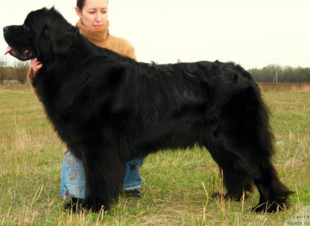 Фото: ньюфаундленд Zagadka Dominika Kara Deniz (Загадка Доминика Кара Дениз)