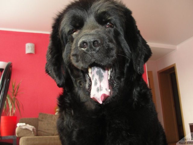 Фото: ньюфаундленд Jemchujina Sibiri ot Marleon Dusvik (Жемчужина Сибири от Марлеон Дусвик)