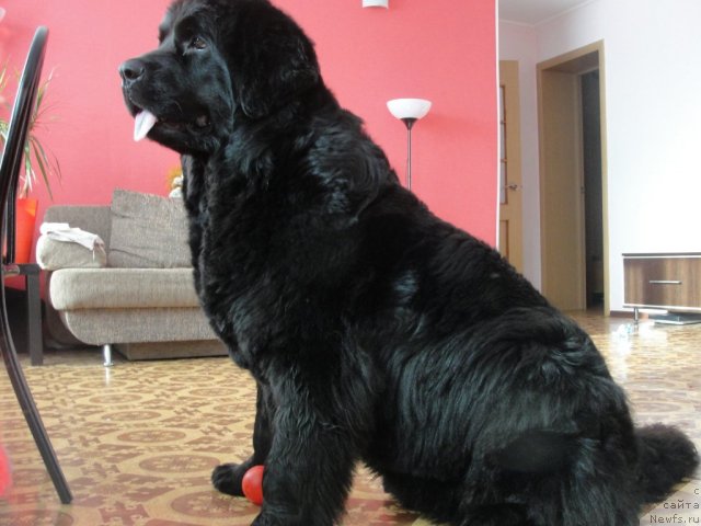 Фото: ньюфаундленд Jemchujina Sibiri ot Marleon Dusvik (Жемчужина Сибири от Марлеон Дусвик)