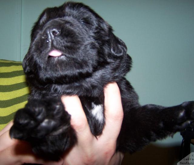 Фото: ньюфаундленд Akvatoriya Kelvin Zaratustra (Акватория Келвин Заратустра)