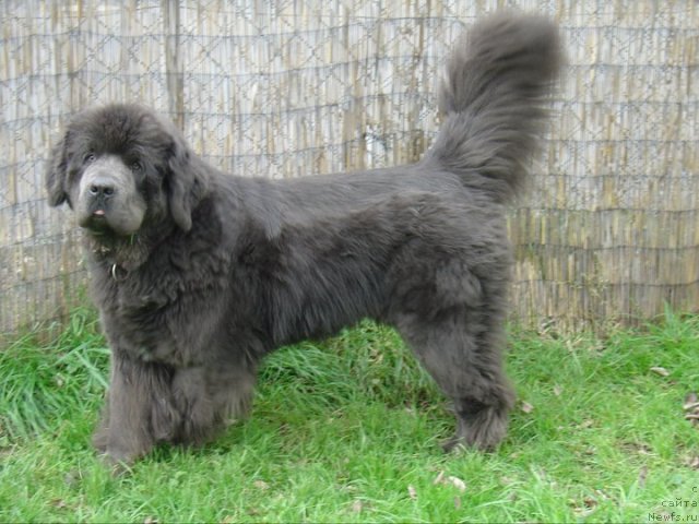 Фото: Bear's Cove into the Blue