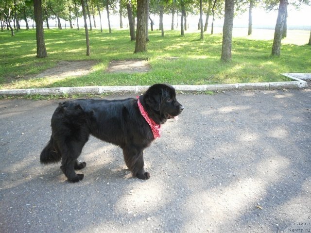 Фото: ньюфаундленд Mirabella iz Tihogo Omuta (Мирабелла из Тихого Омута)