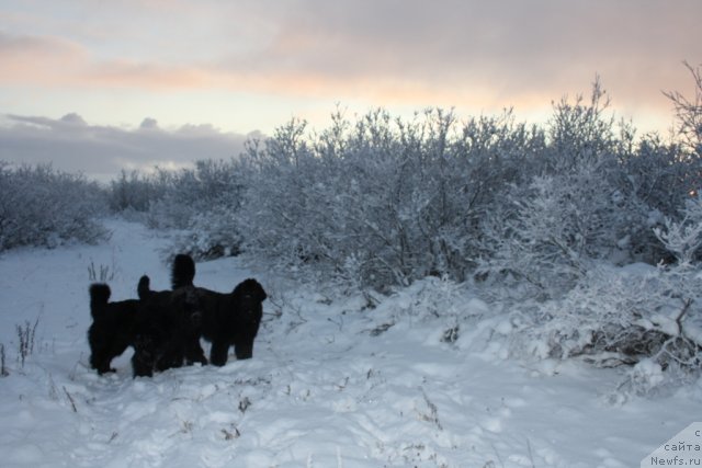 Фотография № 81149