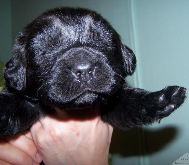 Фото: ньюфаундленд Akvatoriya Kelvin Zaratustra (Акватория Келвин Заратустра)