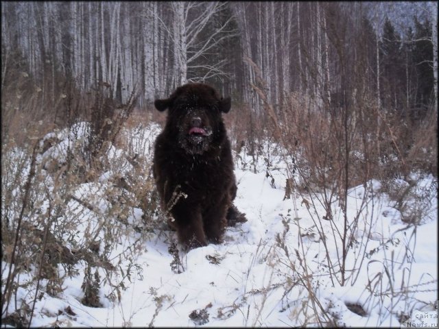 Фото: ньюфаундленд CHernyiy SHarm Abrikosovaya Karamel' (Черный Шарм Абрикосовая Карамель)