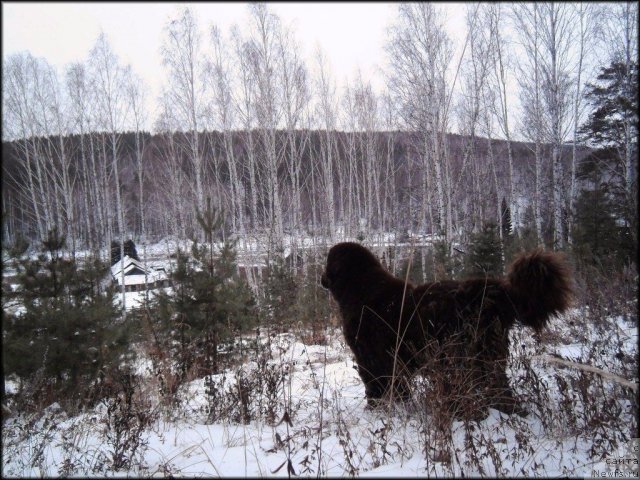 Фото: ньюфаундленд CHernyiy SHarm Abrikosovaya Karamel' (Черный Шарм Абрикосовая Карамель)