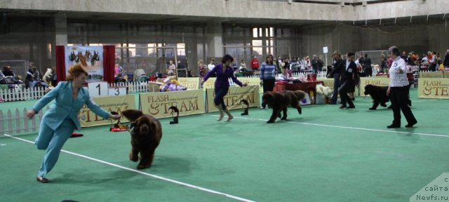 Фото: ньюфаундленд Chernyi Sharm Angel'skaya Krasota (Черный Шарм Ангельская Красота), YUliya Cyibul'skaya (Юлия Цыбульская)