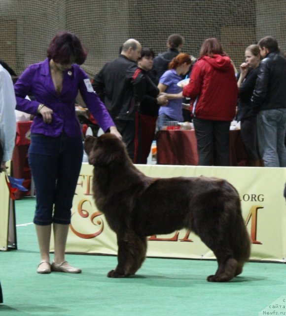 Фото: ньюфаундленд Chernyi Sharm Angel'skaya Krasota (Черный Шарм Ангельская Красота), YUliya Cyibul'skaya (Юлия Цыбульская)