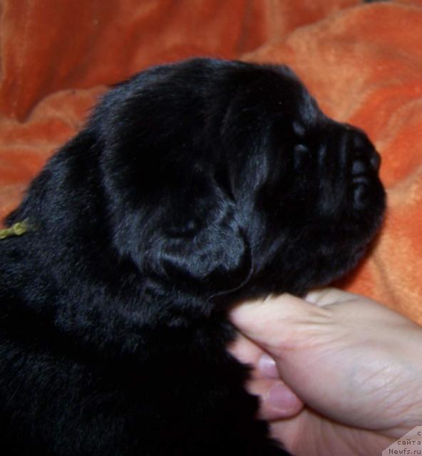 Фото: ньюфаундленд Akvatoriya Kelvin Zaratustra (Акватория Келвин Заратустра)