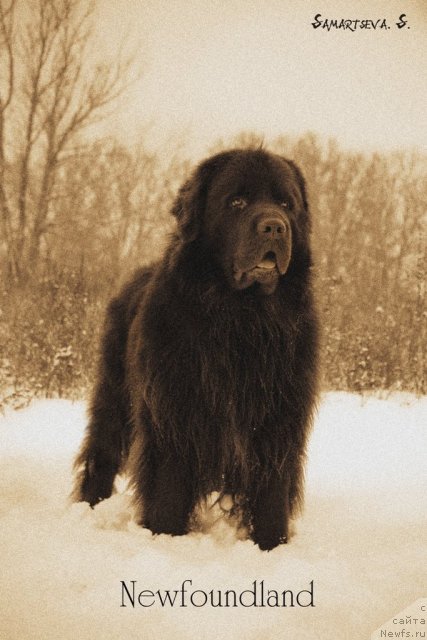 Фото: ньюфаундленд Lesnaja Skazka Korolevskiy Medved (Лесная Сказка Королевский Медведь)