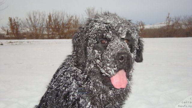 Фото: ньюфаундленд Passia Korolya iz Medvejyego Yara (Пассия Короля из Медвежьего Яра)
