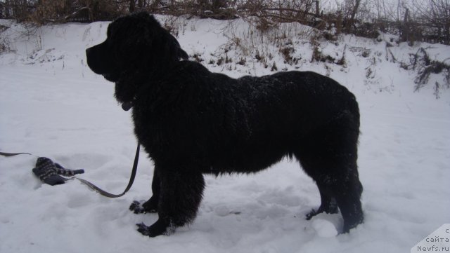 Фото: ньюфаундленд Passia Korolya iz Medvejyego Yara (Пассия Короля из Медвежьего Яра)