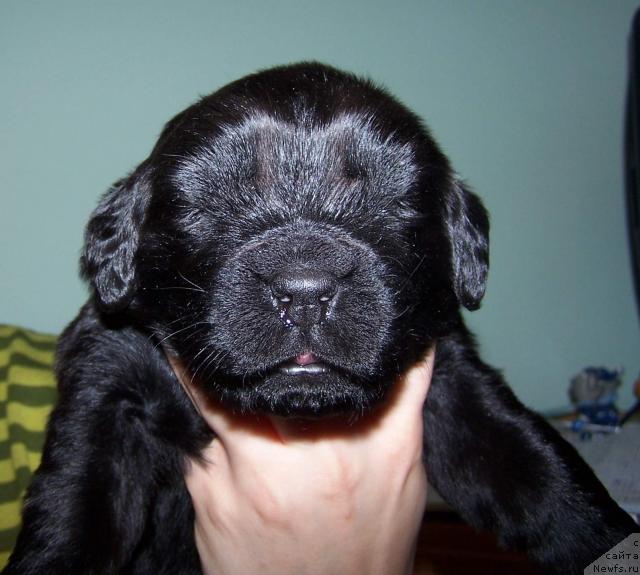 Фото: ньюфаундленд Aquatoriya Kelvin Zvezdnaya Koroleva (Акватория Келвин Звездная Королева)