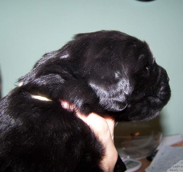 Фото: ньюфаундленд Aquatoriya Kelvin Zvezdnaya Koroleva (Акватория Келвин Звездная Королева)