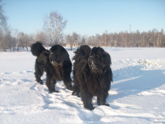 Фото: ньюфаундленд Yarada iz Sibirskoy Glubinki (Ярада из Сибирской Глубинки)