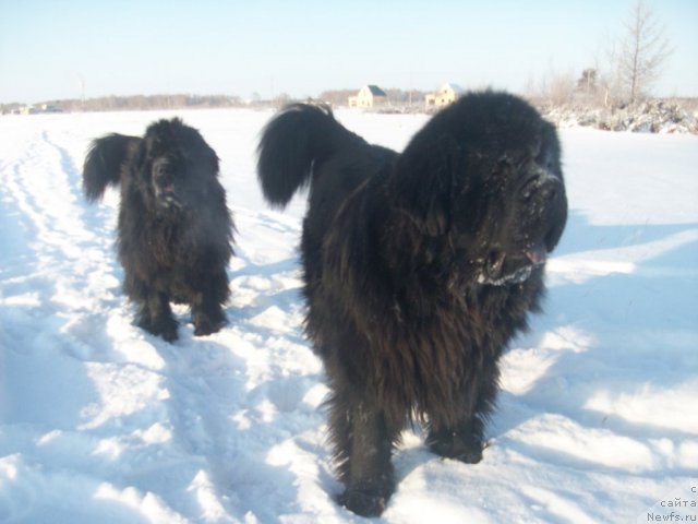 Фото: ньюфаундленд Yarada iz Sibirskoy Glubinki (Ярада из Сибирской Глубинки), ньюфаундленд Karat iz Medvejyego Yara (Карат из Медвежьего Яра)