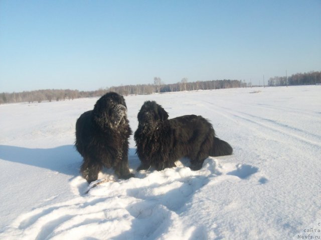 Фото: ньюфаундленд Yarada iz Sibirskoy Glubinki (Ярада из Сибирской Глубинки), ньюфаундленд Karat iz Medvejyego Yara (Карат из Медвежьего Яра)