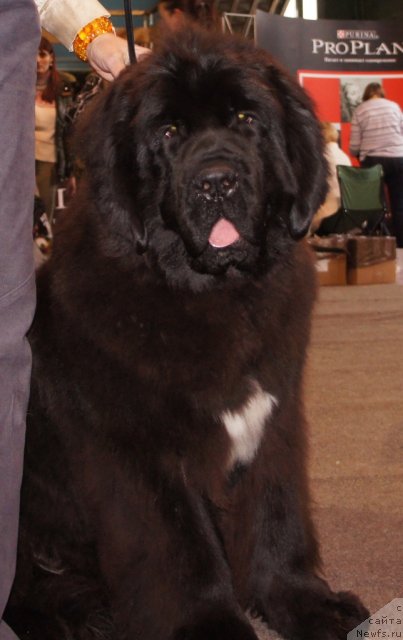 Фотография № 81186