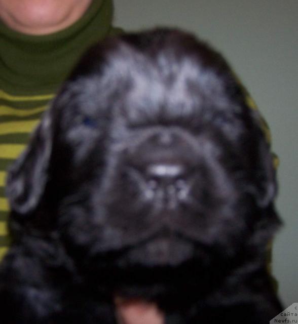 Фото: ньюфаундленд Akvatoriya Kelvin Zahar (Акватория Келвин Захар)