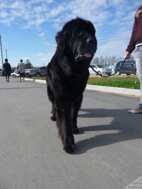 Фото: ньюфаундленд Mirabella iz Tihogo Omuta (Мирабелла из Тихого Омута)