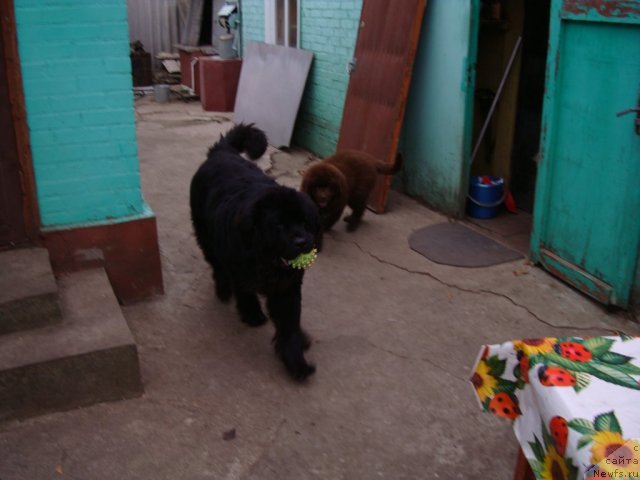 Фото: ньюфаундленд Fenomenalnyi Fakt s Berega Dona (Феноменальный Факт с Берега Дона), ньюфаундленд Zacharovannyiy Mir s Berega Dona (Зачарованный Мир с Берега Дона)