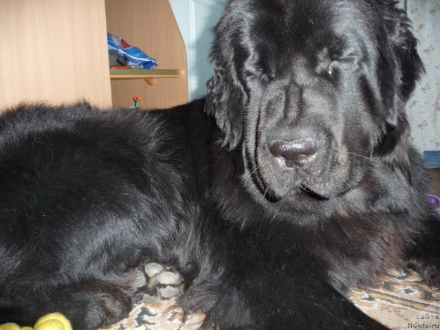 Фото: ньюфаундленд Mirabella iz Tihogo Omuta (Мирабелла из Тихого Омута)