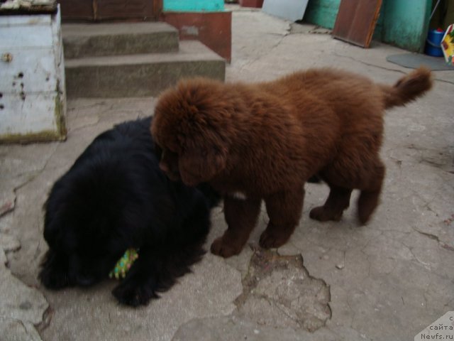 Фото: ньюфаундленд Zacharovannyiy Mir s Berega Dona (Зачарованный Мир с Берега Дона), ньюфаундленд Fenomenalnyi Fakt s Berega Dona (Феноменальный Факт с Берега Дона)