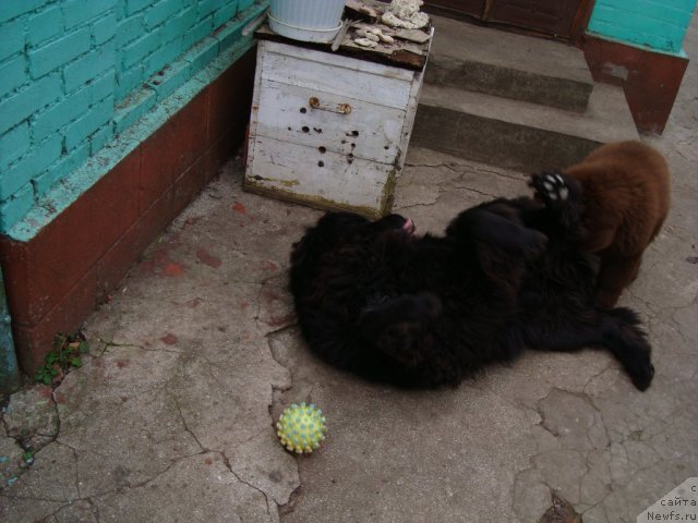 Фото: ньюфаундленд Fenomenalnyi Fakt s Berega Dona (Феноменальный Факт с Берега Дона), ньюфаундленд Zacharovannyiy Mir s Berega Dona (Зачарованный Мир с Берега Дона)
