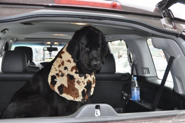 Фотография № 81210