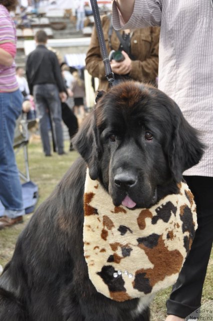 Фотография № 81211