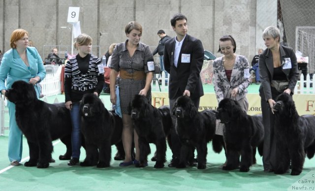 Фото: Ol'ga Koroleva (Ольга Королева), ньюфаундленд Beguschaya po Volnam Hand Made (Бегущая по Волнам Ханд Маде), ньюфаундленд Beguschaya po Volnam Harizma (Бегущая по Волнам Харизма), ньюфаундленд Beguschaya po Volnam Vsya Takaya Rastakaya (Бегущая по Волнам Вся Такая Растакая), ньюфаундленд Begushaya po Volnam Vam I Ne Snilos (Бегущая по Волнам Вам и не Снилось), ньюфаундленд Beguschaya po Volnam Dancing Queen (Бегущая по Волнам Дансинг Квин), ньюфаундленд Beguschaya po Volnam Sun in My Hand (Бегущая по Волнам Сун ин Му Ханд)