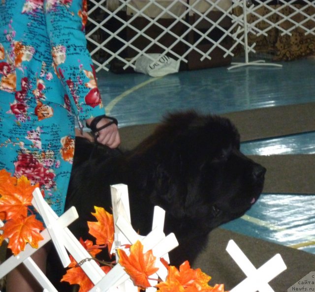 Фотография № 81221