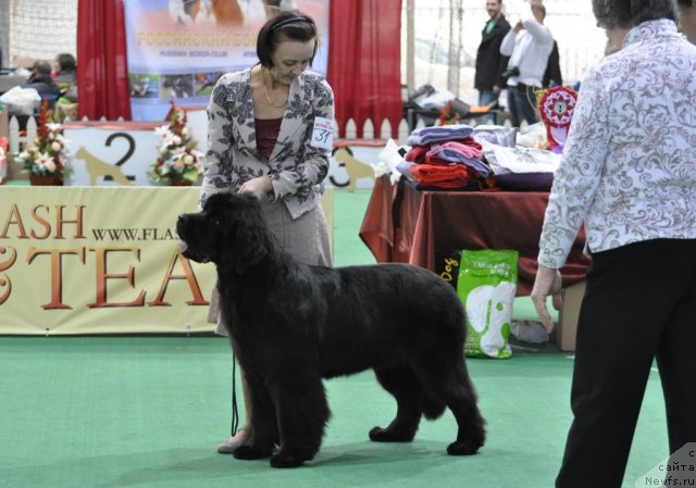 Фото: ньюфаундленд Beguschaya po Volnam Dancing Queen (Бегущая по Волнам Дансинг Квин)
