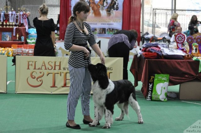 Фотография № 81232