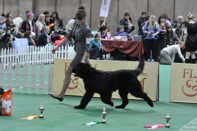 Фото: ньюфаундленд Plushevaya Panda Udivitelnaja Kejt (Плюшевая Панда Удивительная Кейт)