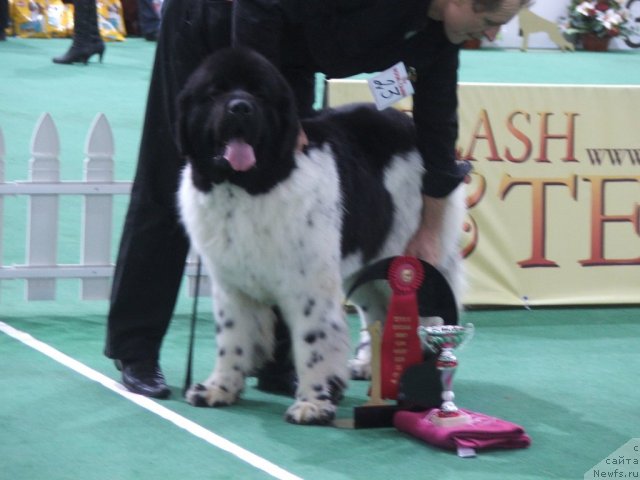 Фотография № 81237