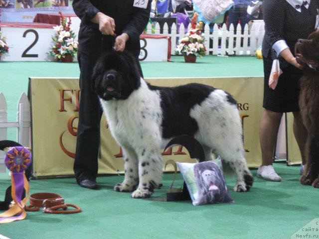 Фото: ньюфаундленд Rosa Mollis Baby Scratch My Back