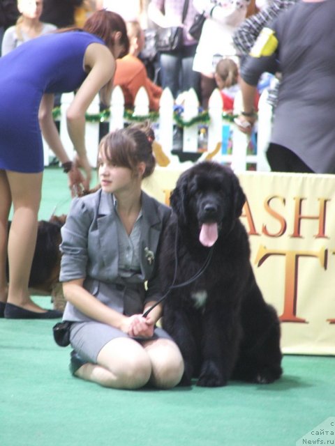 Фото: ньюфаундленд Plushevaya Panda Udivitelnaja Kejt (Плюшевая Панда Удивительная Кейт)