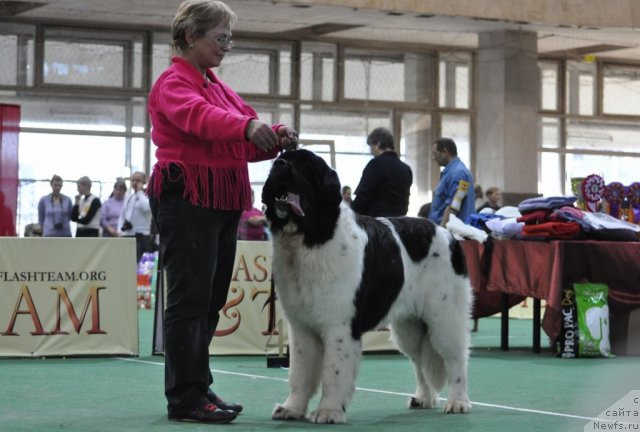 Фото: ньюфаундленд Threeponds Right Way