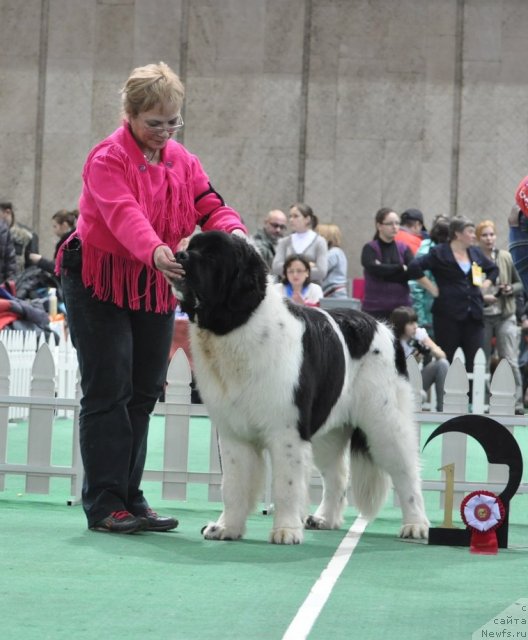 Фото: ньюфаундленд Threeponds Right Way