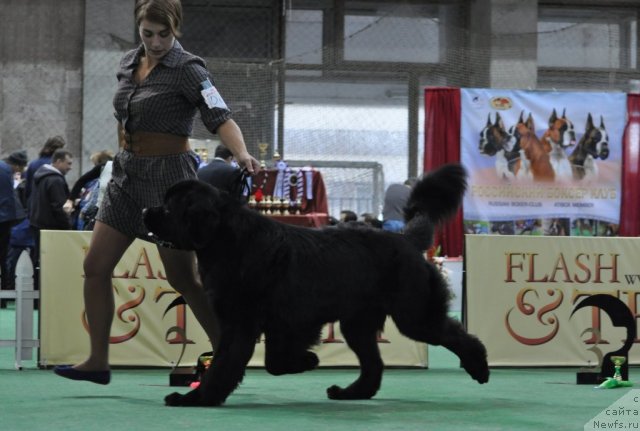 Фото: ньюфаундленд Dar Svezy Ustas Sagittarius (Дар Свезы Юстас Сагиттариус)