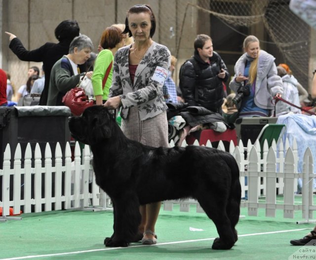 Фото: ньюфаундленд Beguschaya po Volnam Hand Made (Бегущая по Волнам Ханд Маде)